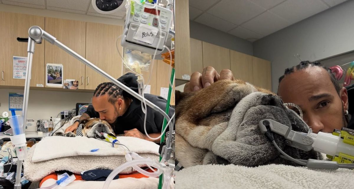 Lewis Hamilton informó en redes el pobre estado de salud de su fiel compañero, Roscoe. Foto: @lewishamilton/IG
