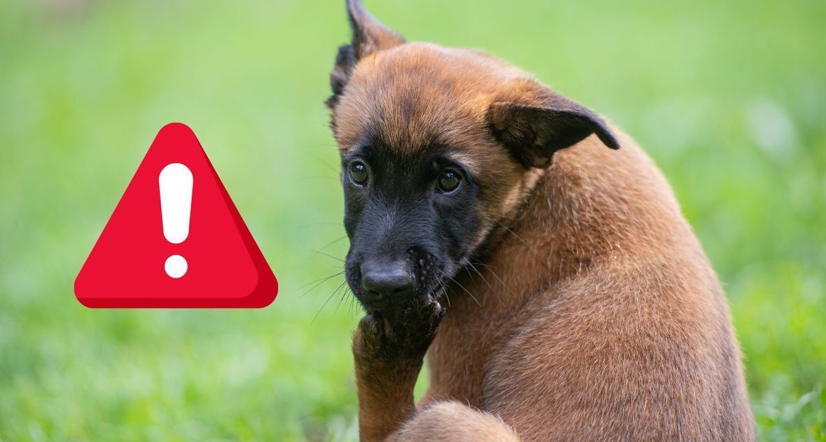 ¿Tu perro se lame excesivamente las patas? Estas podrían ser las preocupantes razones. (FOTO): Especial.