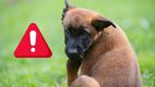 ¿Tu perro se lame excesivamente las patas? Estas podrían ser las preocupantes razones. (FOTO): Especial.