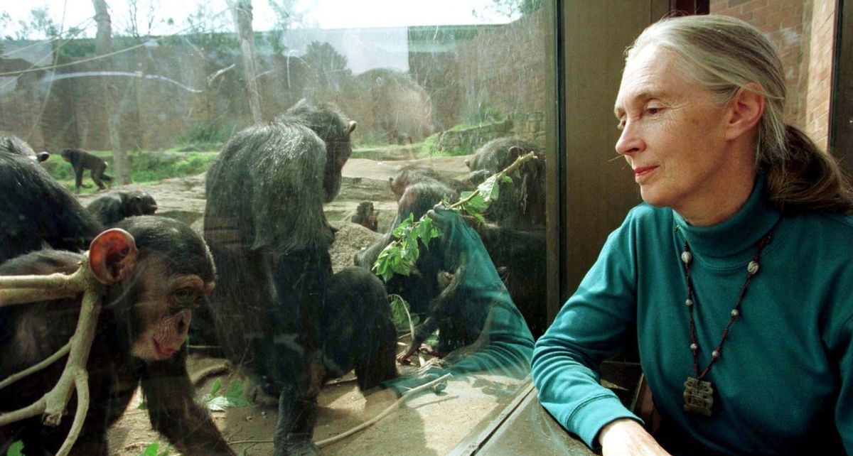 Jane Goodall falleció este 1 de octubre a los 91 años de edad. Foto: Reuters