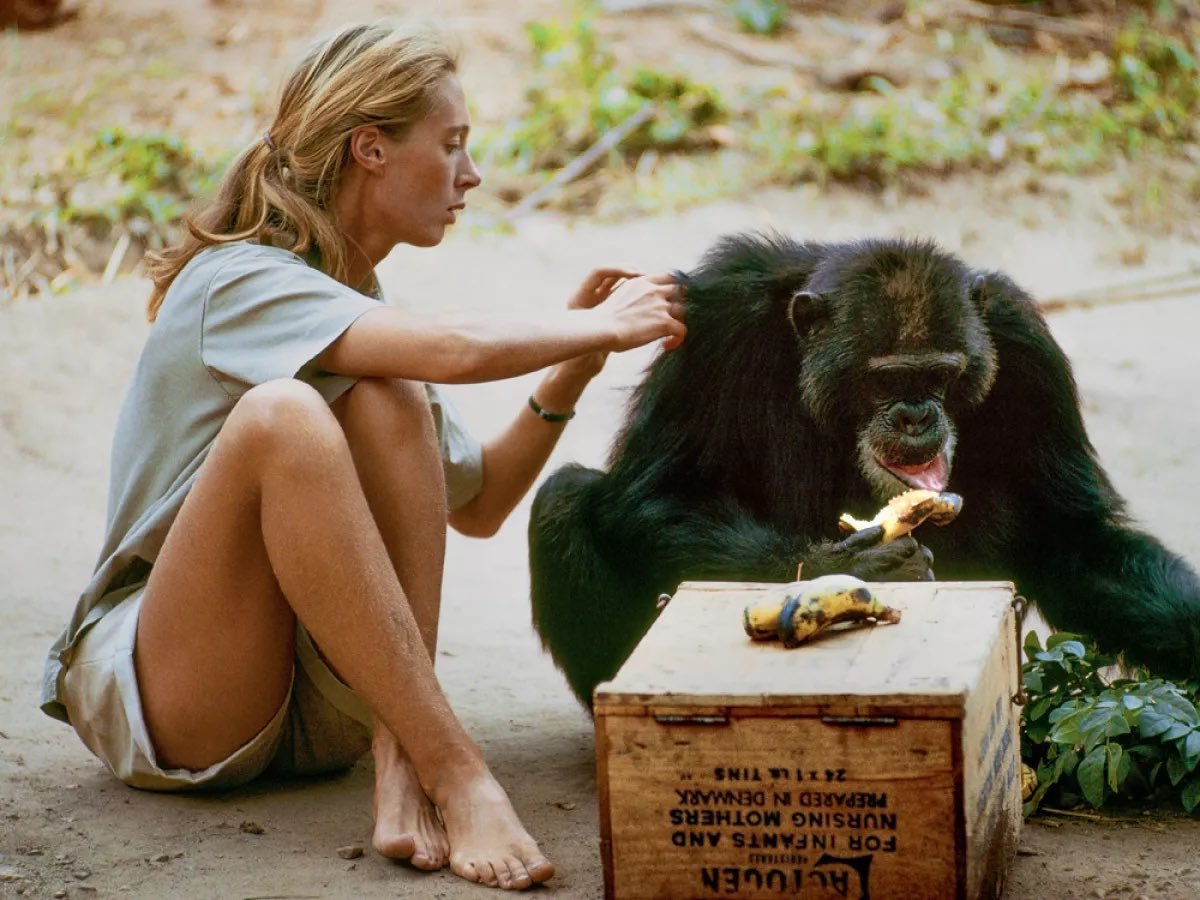 Jane Goodall logró identificar a cada chimpancé por su nombre e incluso entendió su lenguaje verbal. Foto: Especial