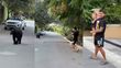Ángel Correa se topó con un oso negro en Monterrey. (Foto: captura de pantalla)