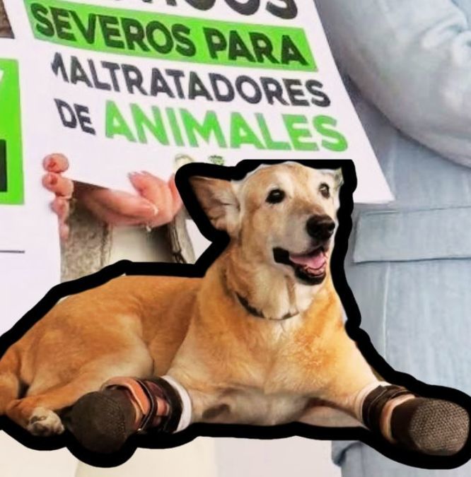 Ley Pay de Limón pretende combatir el maltrato animal| Foto: Especial