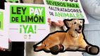 Ley Pay de Limón pretende combatir el maltrato animal| Foto: Especial