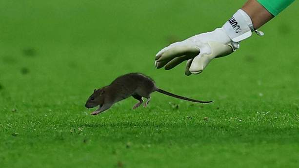 Courtois no pudo atrapar a la rata en el campo de juego (Reuters)