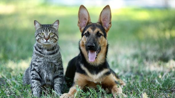 ¡Evita golpes de calor para tus mascotas! Estas son las mejores recomendaciones para cuidar a perros y gatos de altas temperaturas. (FOTO): Especial.