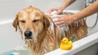 Este remedio casero ayuda a tu perro contra las pulgas / IA