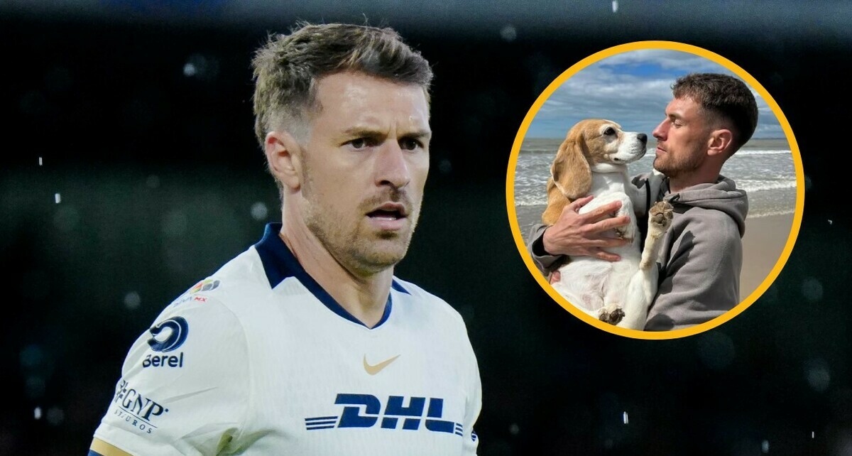 La perrita 'Halo' se perdió en Guanajuato (Imago7 | @aaronramsey)