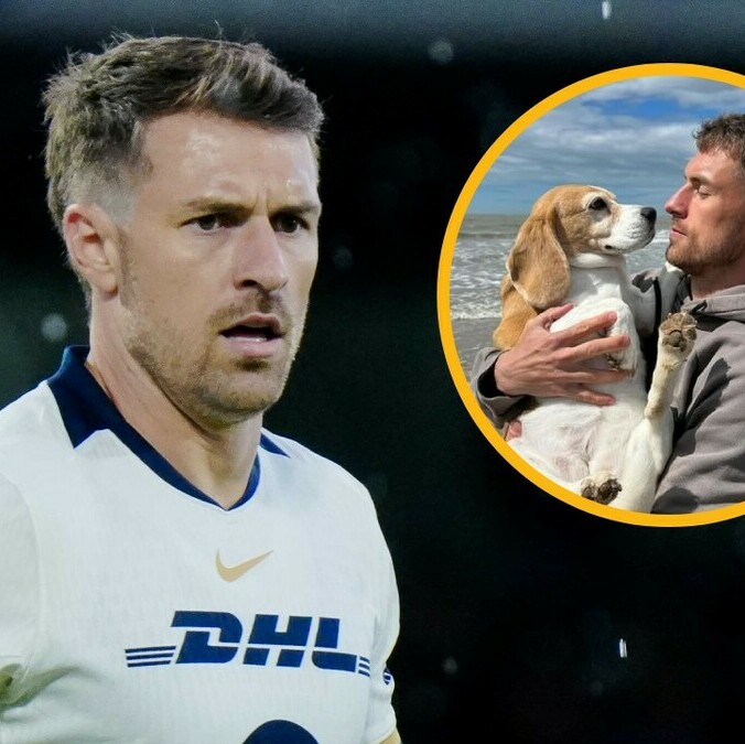 La perrita 'Halo' se perdió en Guanajuato (Imago7 | @aaronramsey)