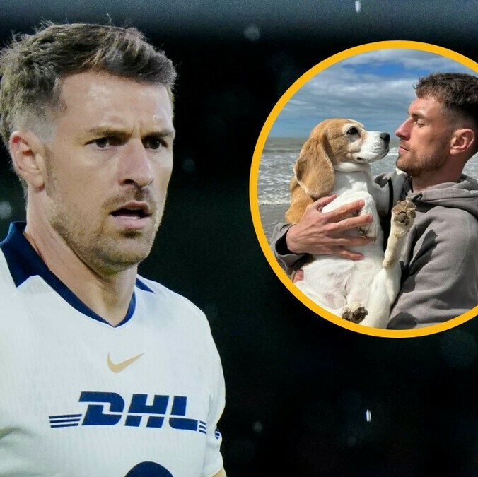 La perrita 'Halo' se perdió en Guanajuato (Imago7 | @aaronramsey)