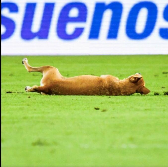 El perrito ingresó a la cancha y se tiró a lado del jugador. (Foto: captura de pantalla)