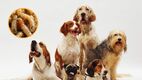 En México ya se registraron los primeros casos de gusano barrenador en mascotas; sigue estas recomendaciones. Foto: Freepik