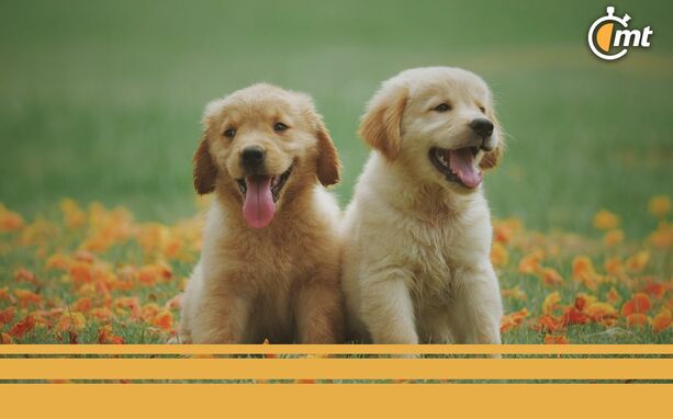 Can Fest 2024 CDMX; cuándo y dónde será el evento dedicado a perritos