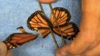 El trasplante de una ala a la mariposa monarca. (Foto: Especial)
