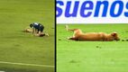 El perrito ingresó a la cancha y se tiró a lado del jugador. (Foto: captura de pantalla)