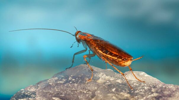 La mayor debilidad de la cucaracha