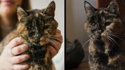 Flossie, la gata más longeva del mundo, celebra 30 años de vida y entra en una nueva década (Captura)
