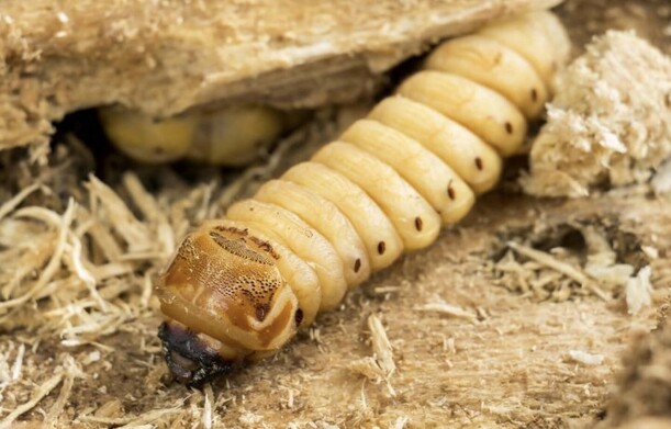 El gusano barrenador causa escurrimiento de pus y un olor característico en las heridas del infectado. Foto: Especial