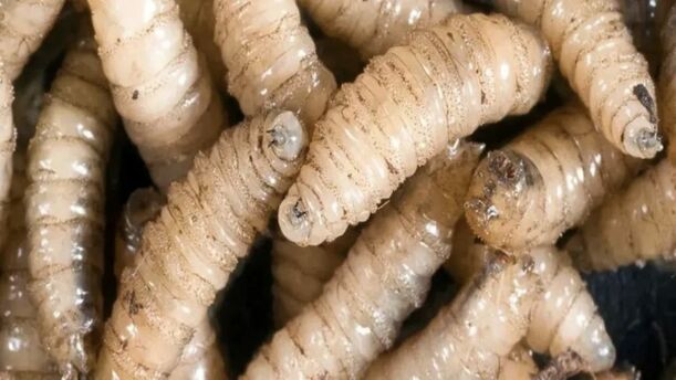 Estos son los síntomas y riesgos del gusano barrenador en humanos. (FOTO): Especial.