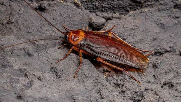 La mayor debilidad de la cucaracha