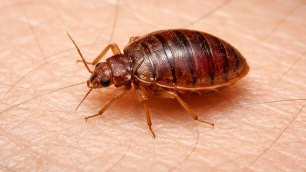 Errores comunes al combatir chinches / SORA