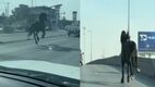 El caballo estuvo galopando en las calles de tierra regia. (Foto: captura de pantalla)