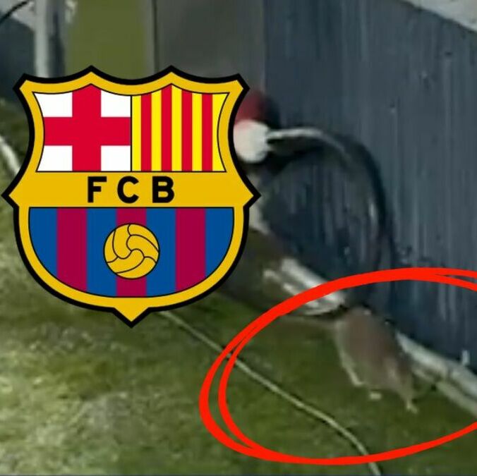 La casa del Barcelona está infestada de roedores. (Foto: Captura de pantalla)