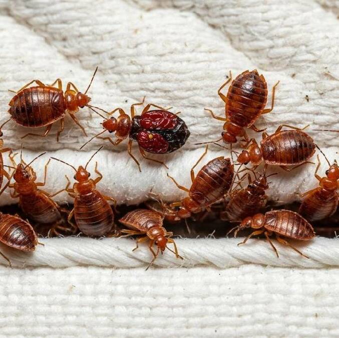 Estas son las consecuencias de las plagas de chinches / IA