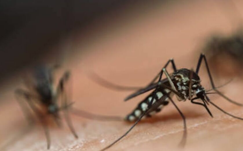 Los mosquitos representan un problema en el hogar (iStock)