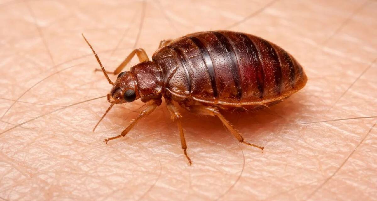 Errores comunes al combatir chinches / SORA