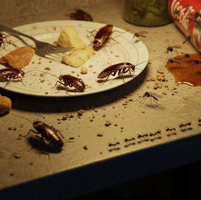 Las tres plagas más comunes en Otoño / IA