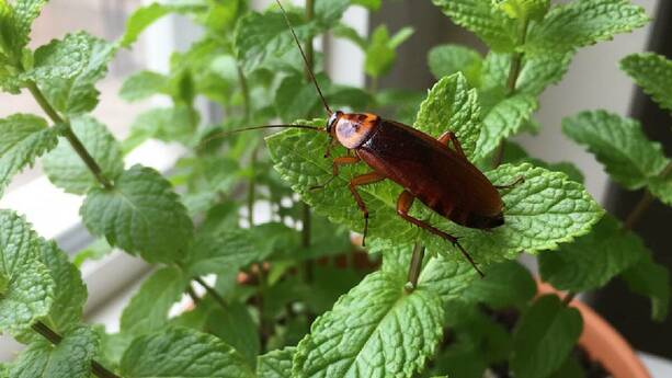La menta es un repelente para las cucarachas