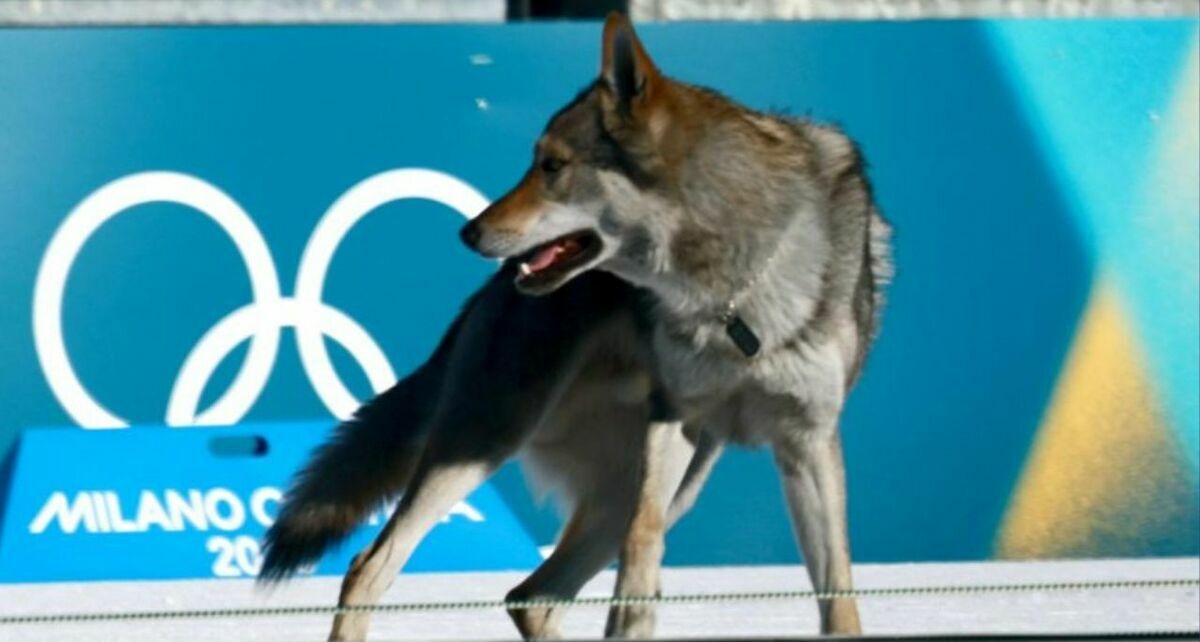 Perro acapara reflectores en Juegos Olímpicos (EFE)