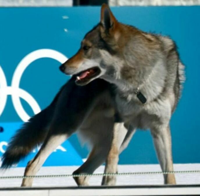 Perro acapara reflectores en Juegos Olímpicos (EFE)