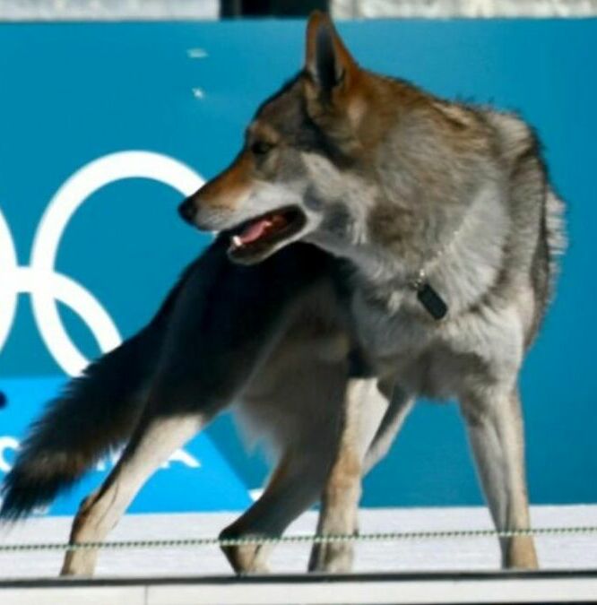 Perro acapara reflectores en Juegos Olímpicos (EFE)