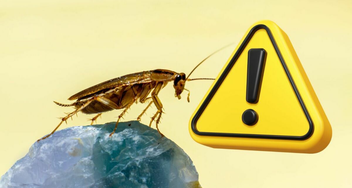 Así puedes evitar que haya una plaga de cucarachas en tu casa| Foto: CANVA