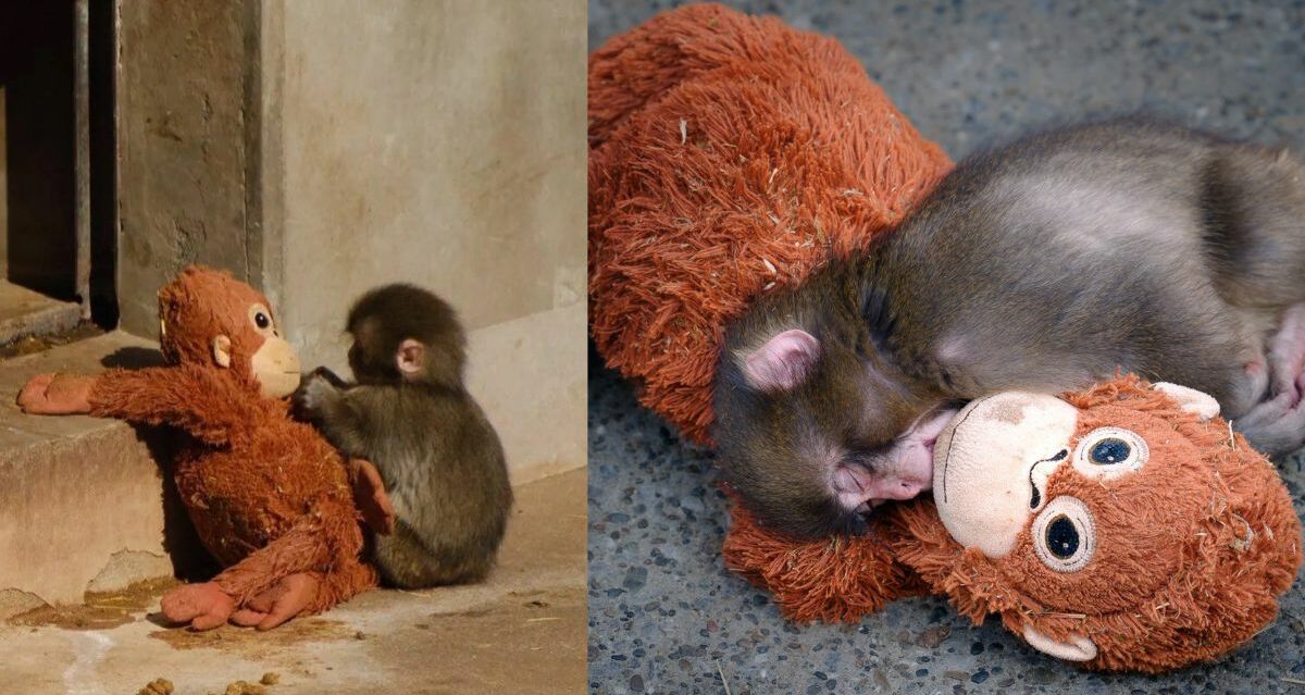 Punch, el mono bebé que tocó corazones tras perder a su madre| Foto: X @vousjay y @mihamiha_trend