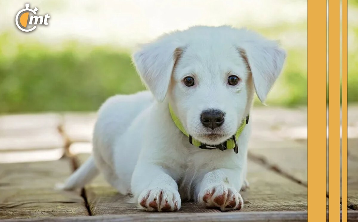 De cuánto es la multa por no realizar el RUAC (Foto: Especial)