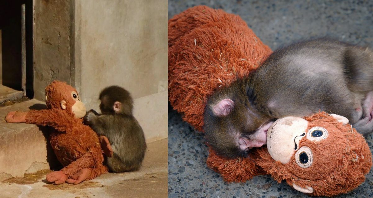 Punch, el mono bebé que tocó corazones tras perder a su madre| Foto: X @vousjay y @mihamiha_trend