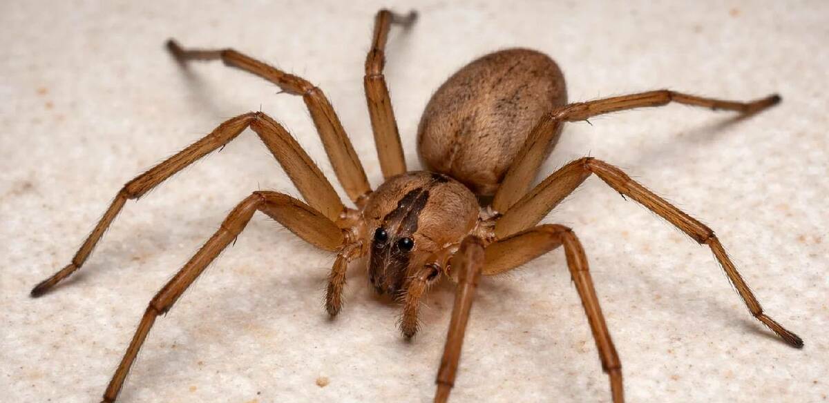 ¿Cuándo inicia la temporada de araña violinista? / Sora