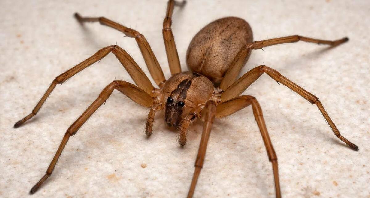 ¿Cuándo inicia la temporada de araña violinista? / Sora