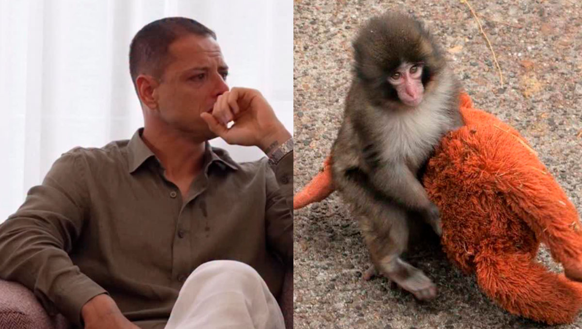 Chicharito se muestra llorando al analizar el caso de Punch.