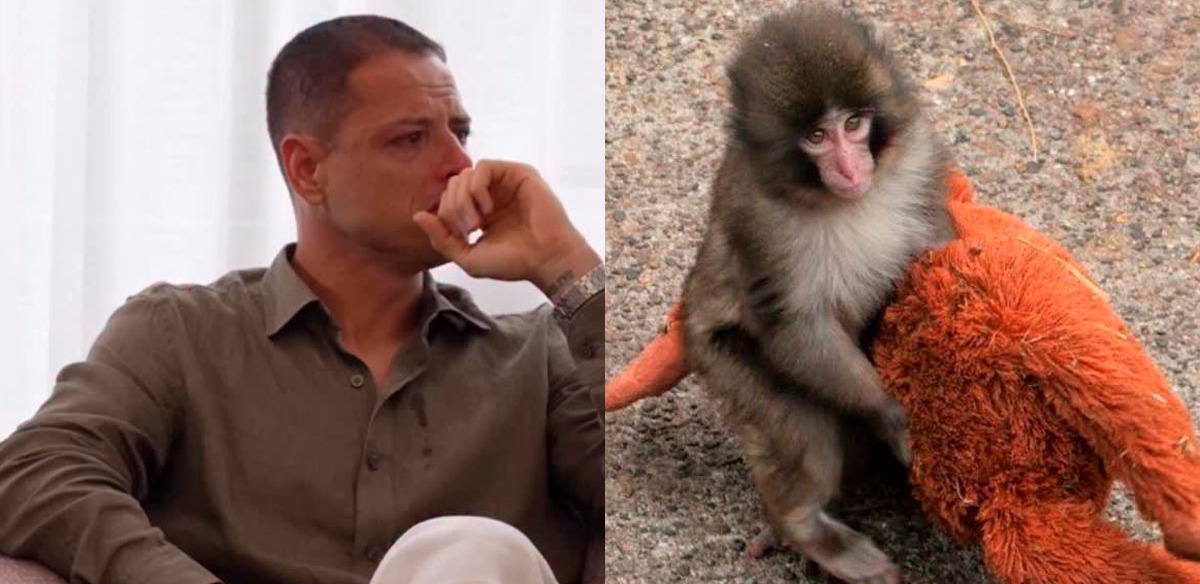 Chicharito se muestra llorando al analizar el caso de Punch.