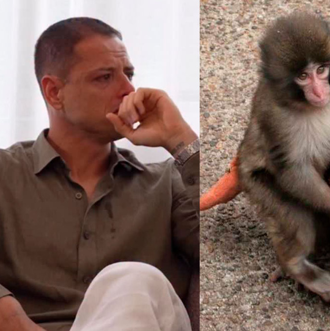 Chicharito se muestra llorando al analizar el caso de Punch.