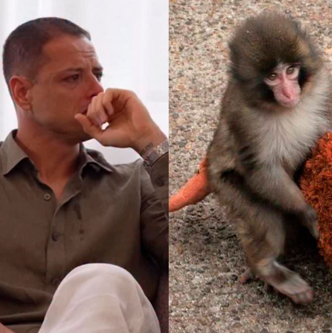 Chicharito se muestra llorando al analizar el caso de Punch.