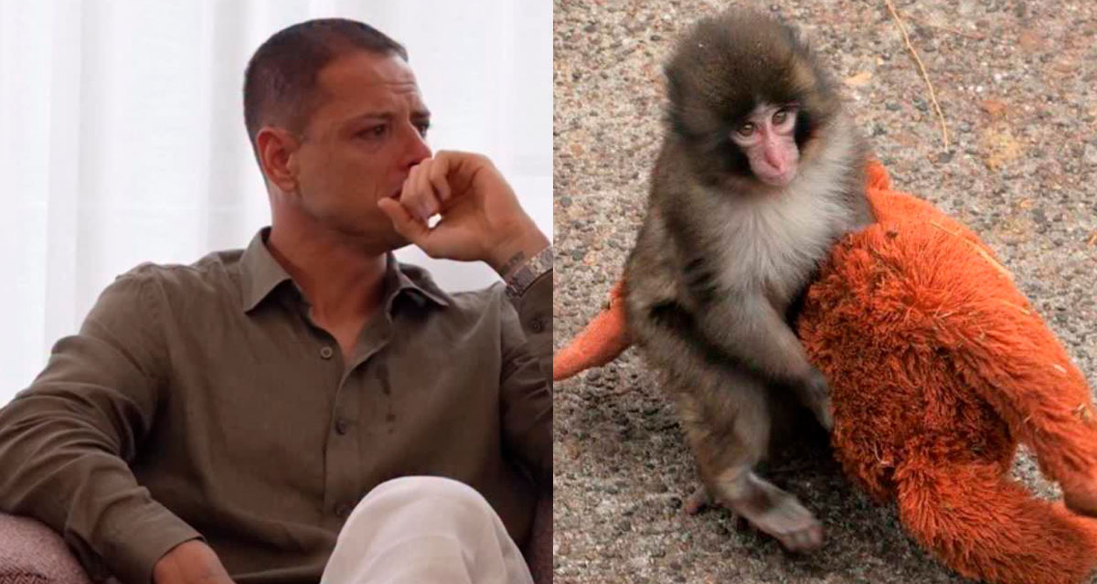 Chicharito se muestra llorando al analizar el caso de Punch.