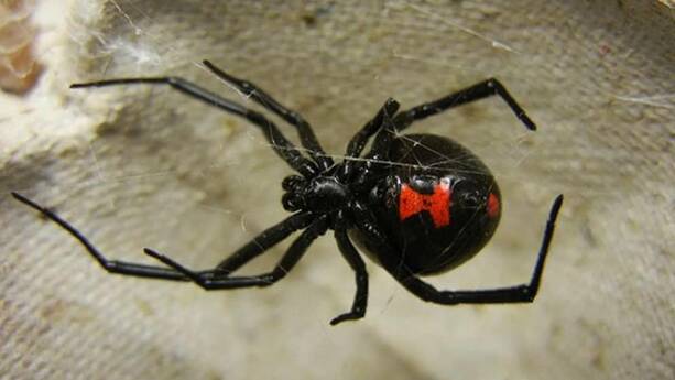 Araña Viuda Negra puede incrementar su aparición en temporada de lluvias