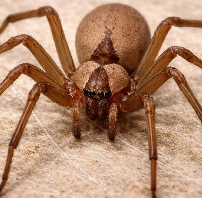 Recomendaciones para evitar la araña violinista / Sora