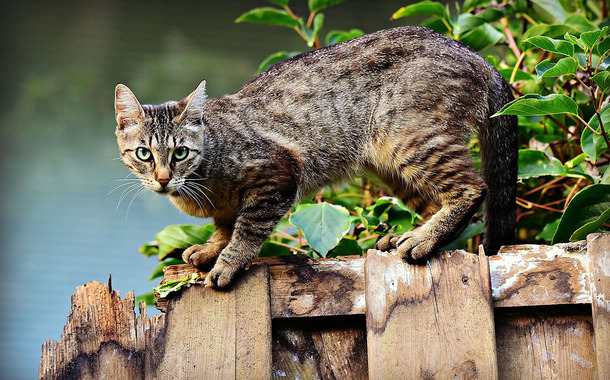 Gatos han muerto en Polonia. (FOTO: Pixabay)