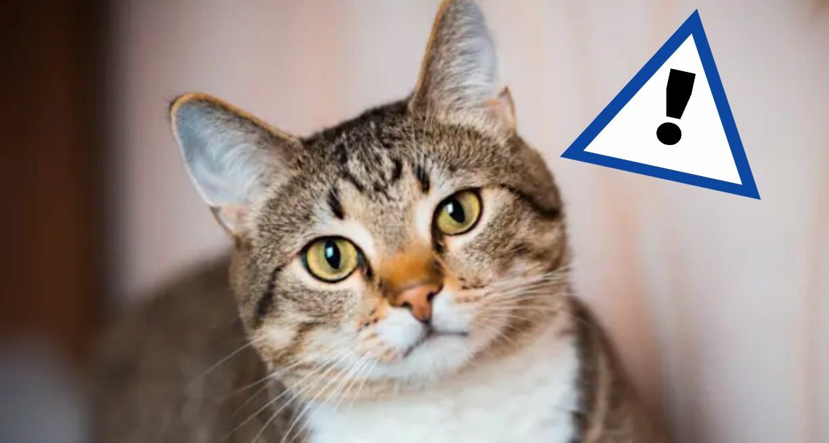 Investigadores advierten sobre hongo que pasa de gatos a personas | Foto: Google